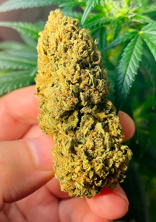 Featured collab: premium indoor flower, close-up.