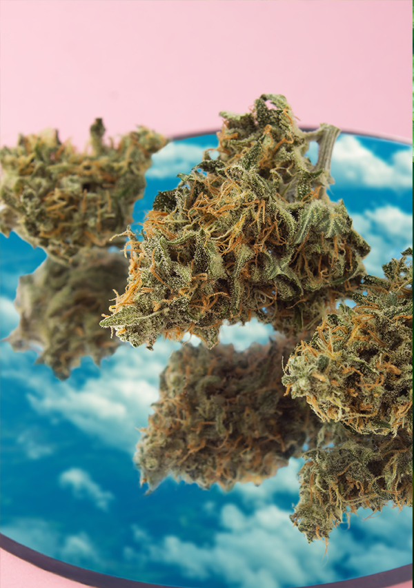 Featured collab: premium flower on mirror with sky reflection.